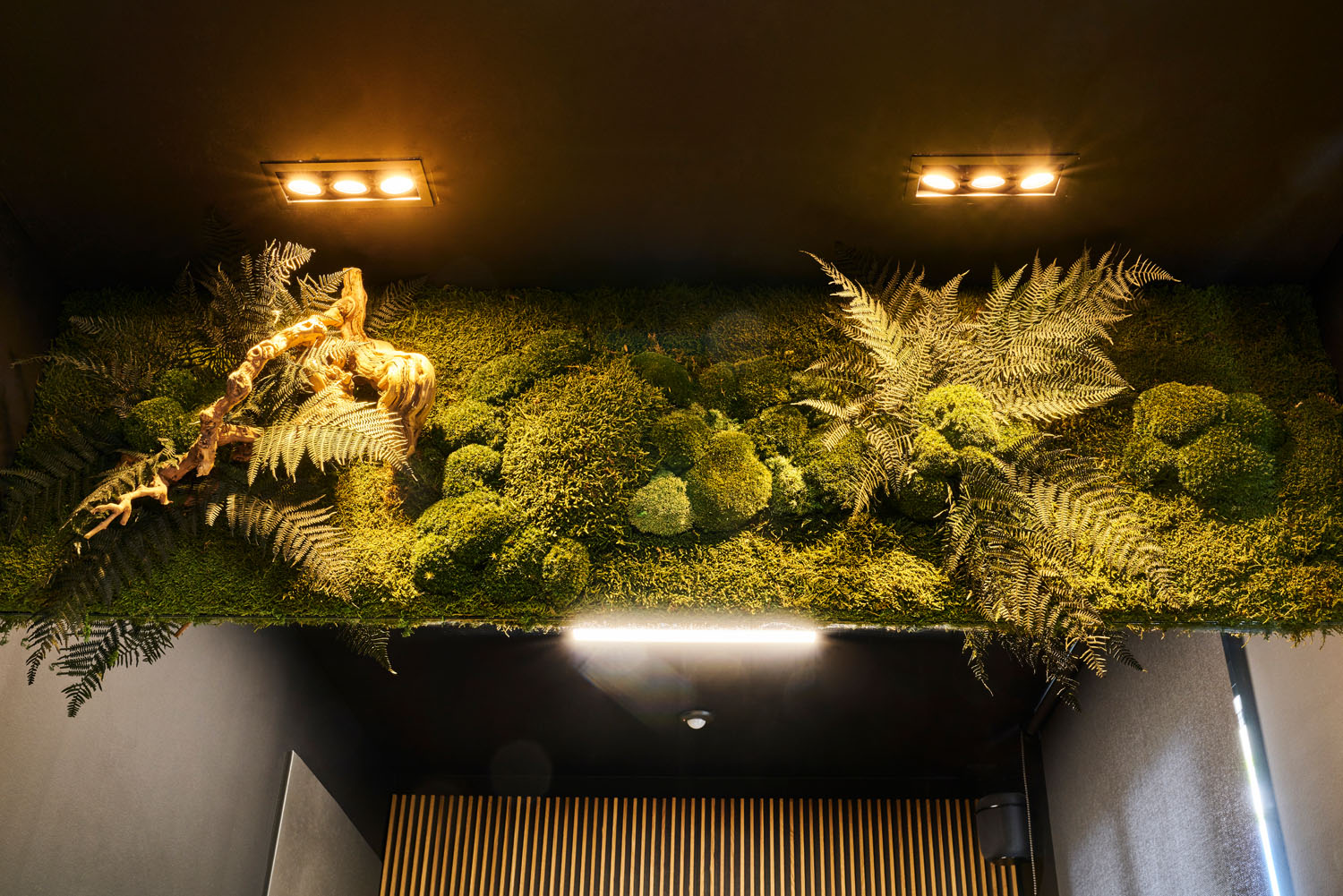 Vertical garden with lush moss and ferns in a spa treatment room.